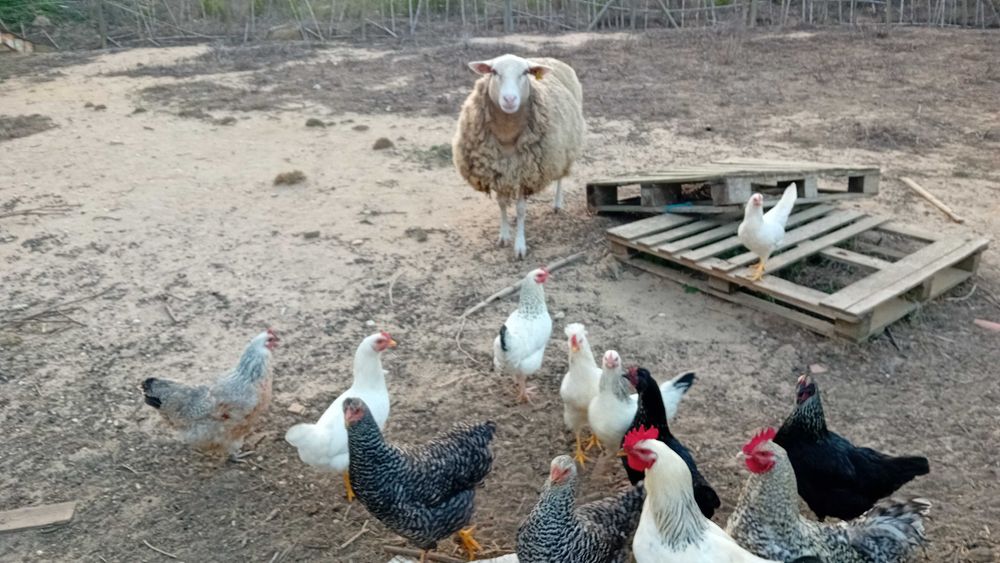 Galinhas e galos raça