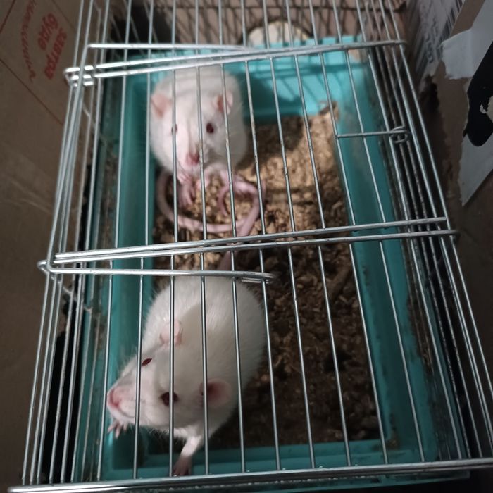 Продаються декоративні криси