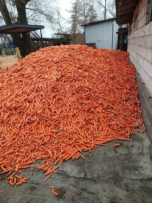 Marchew dla zwierząt dowóz!