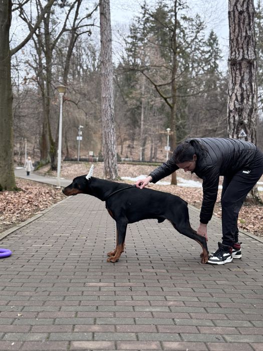 Добермани підлітки з родовідом КСУ-FCI