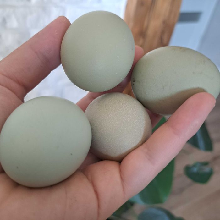 Jajka lęgiwe olive egger