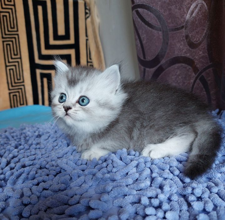 Шотландський хайленд страйт