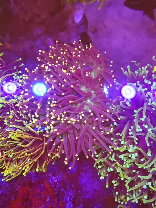 Lampa do akwarium morskiego