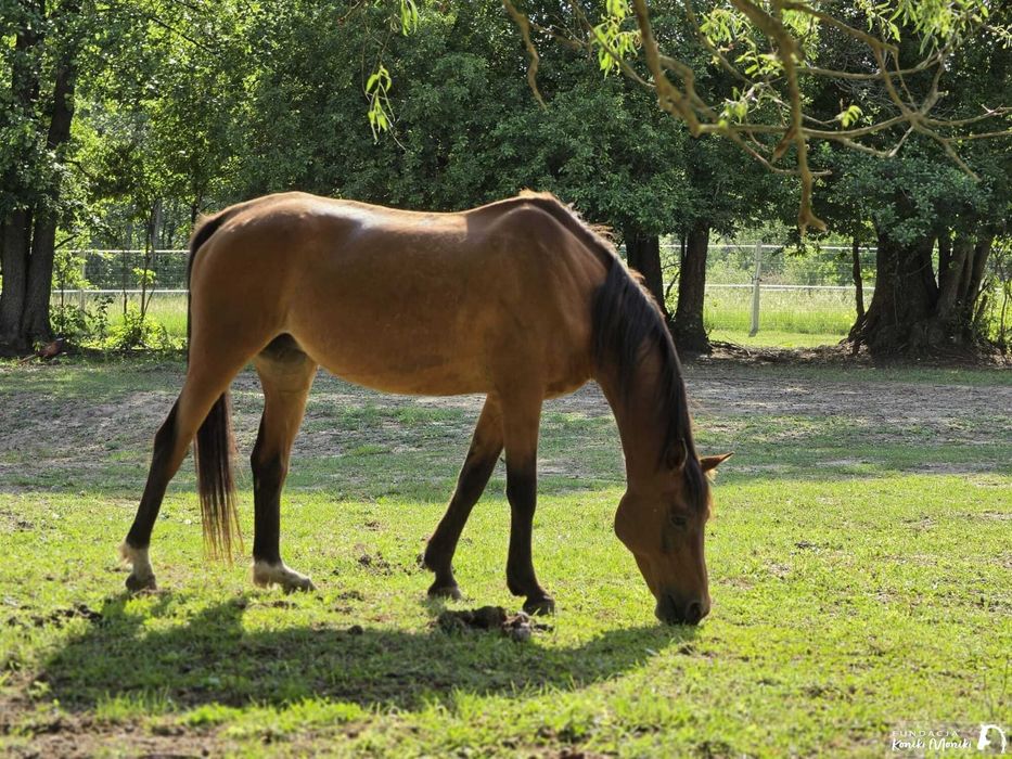 Klacz Kamka do adopcji