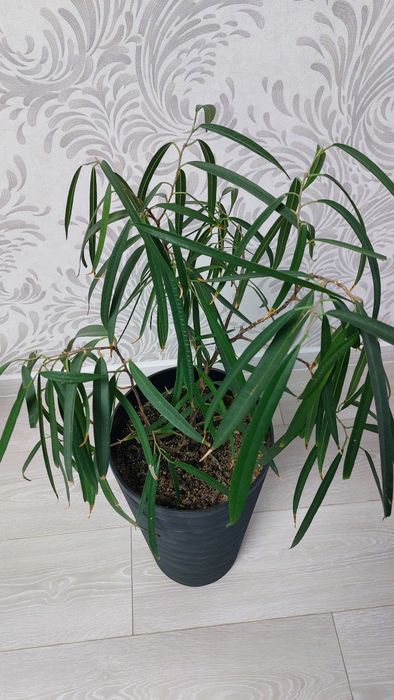 Фікус бін алі фикус