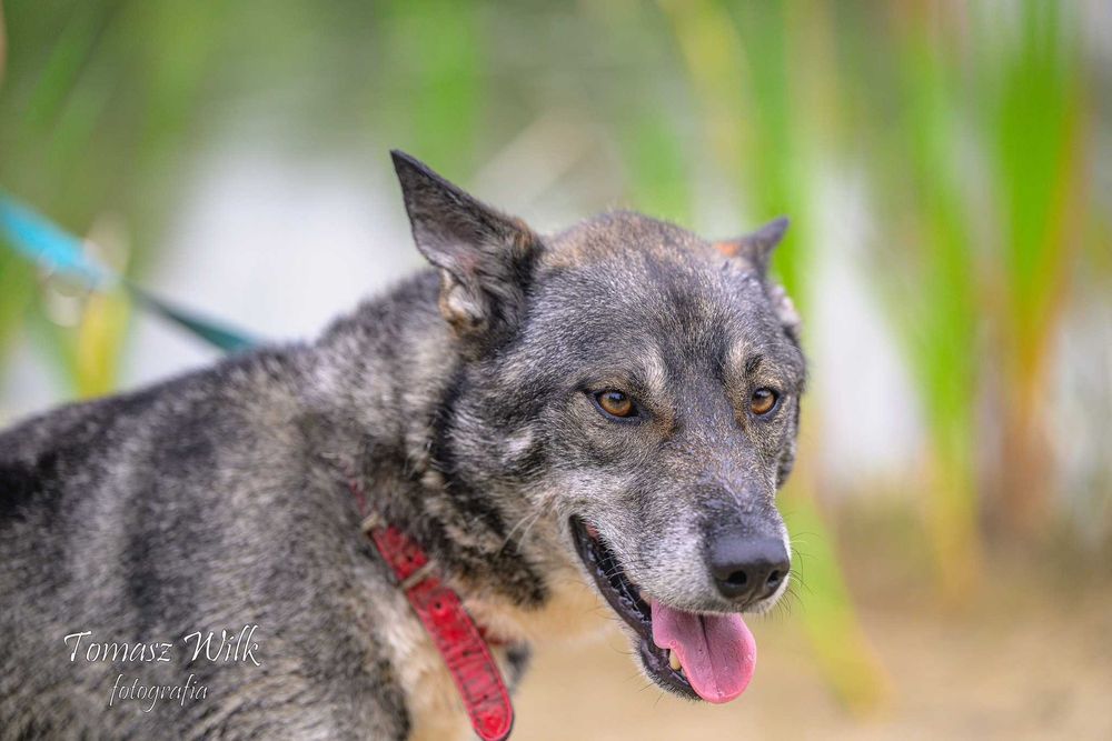 Wspaniale będzie bronił mieszkania i podwórka przed niechcianymi gośćmi. Kajtek do adopcji