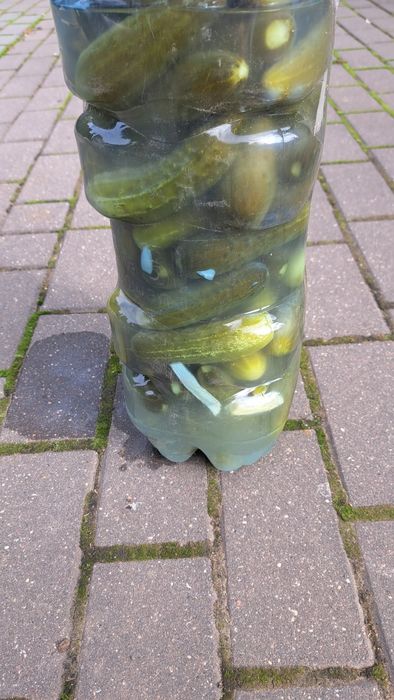 Kiszone ogórki 5l.