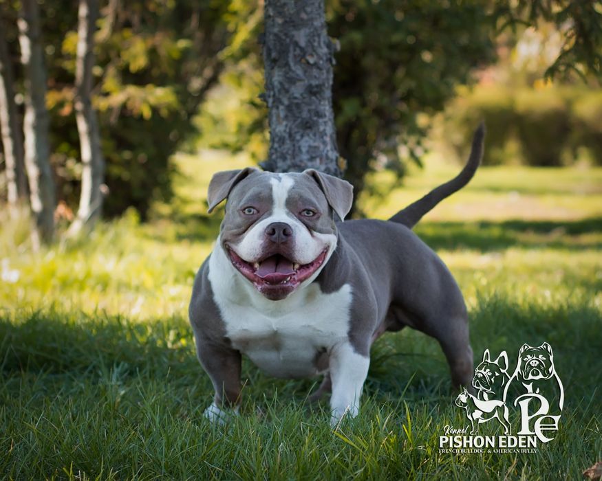 Вязка!!! Микро Поккет Американский Булли,  шикарный производитель