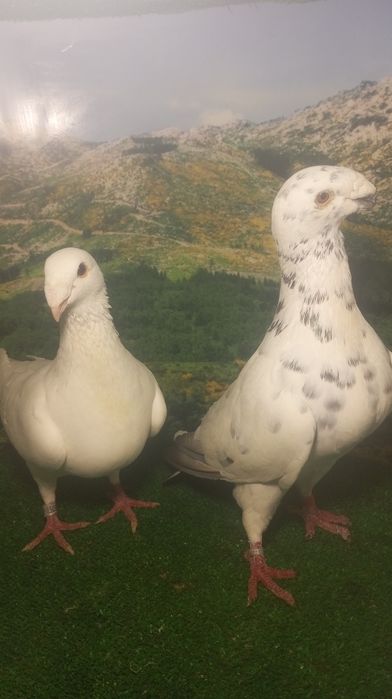 Pombos beleza alemã