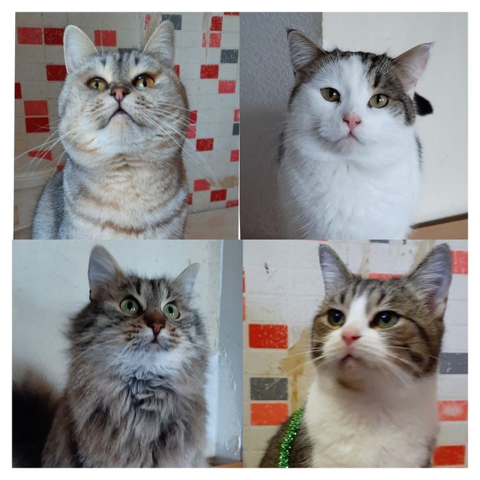 Стерилизованые котики и кошечки ищт семью