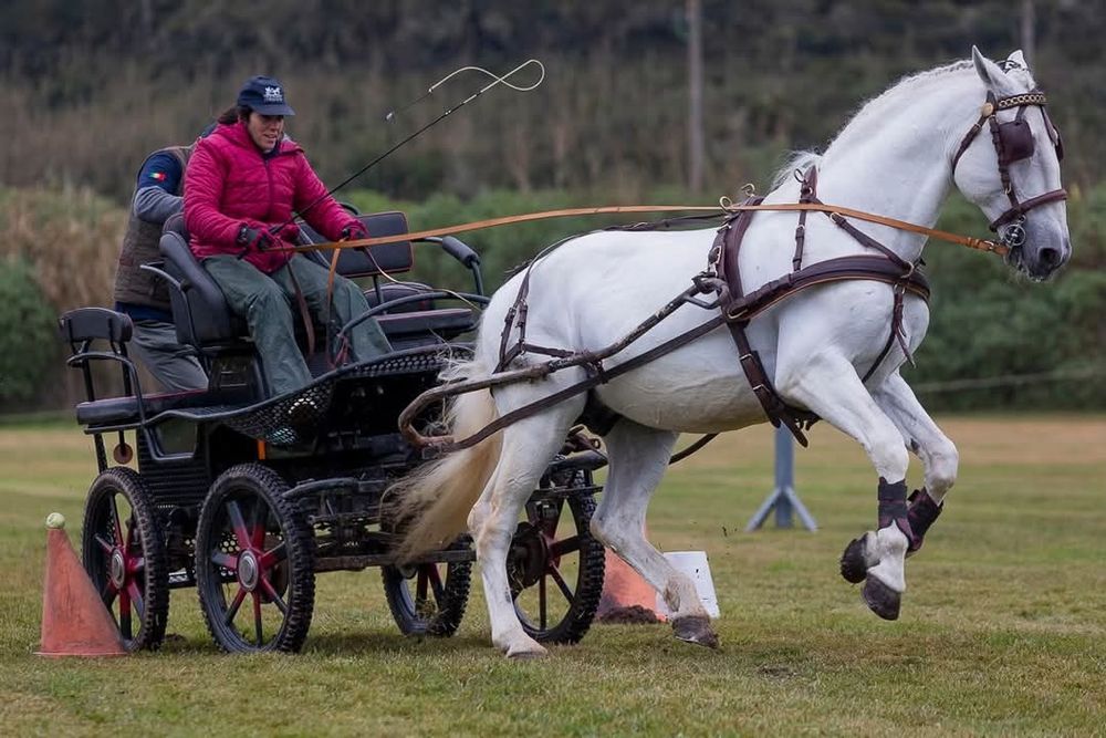 Cavalo Garanhão PSL