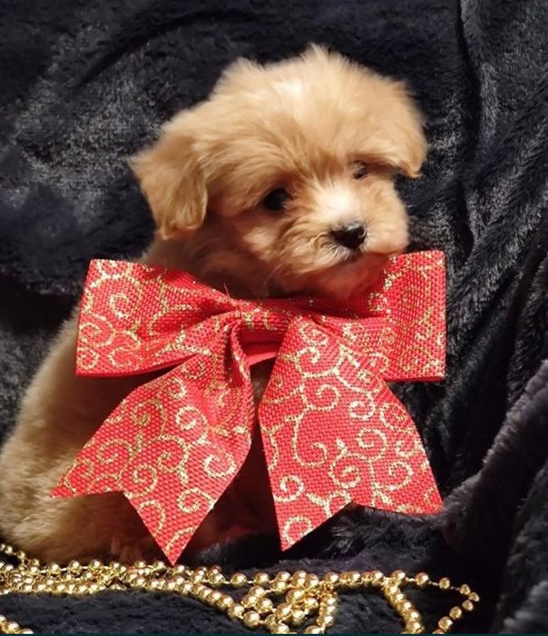 Міні хлопчик мальтіпу/maltipu