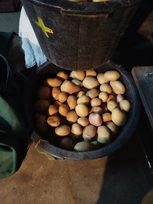 Batata branca agria