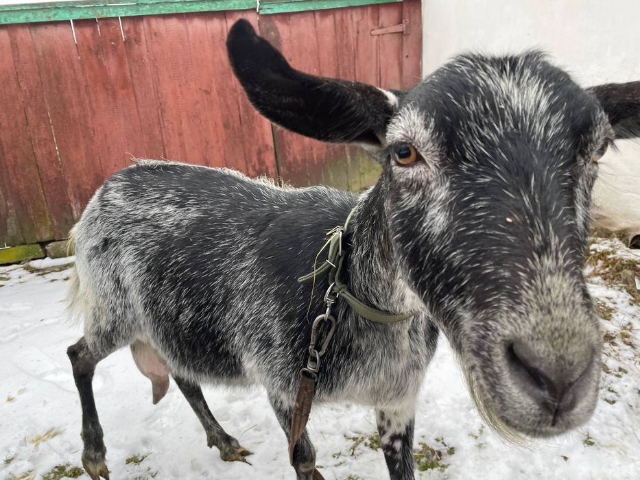 Продам гарну молоду козу