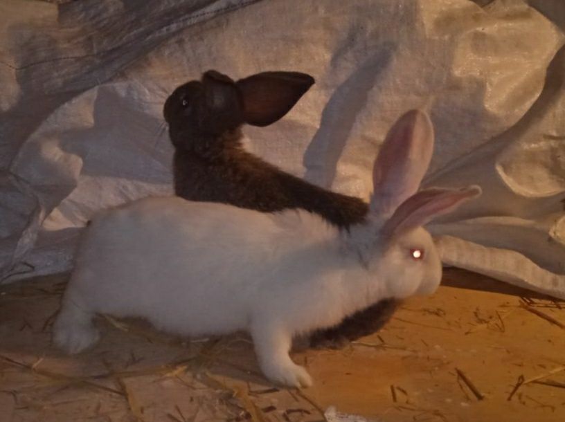 Króliki 3kg do dalszej hodowli