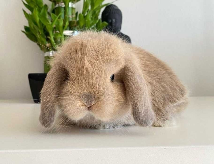 KIT Coelhos anões mini loop, orelhudos super inteligentes e dóceis