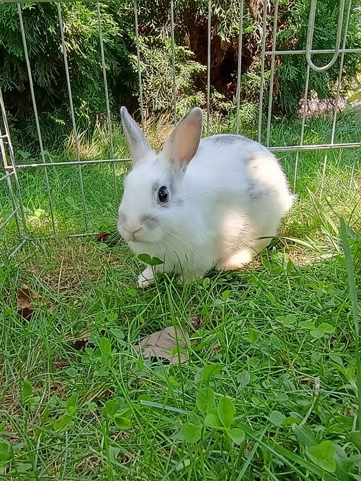 Króliczki miniaturki