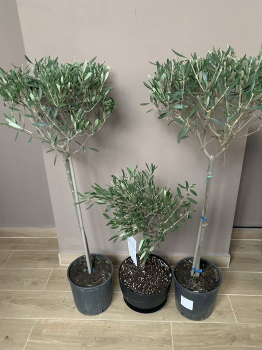 Оливкове дерево вис 1 , 40