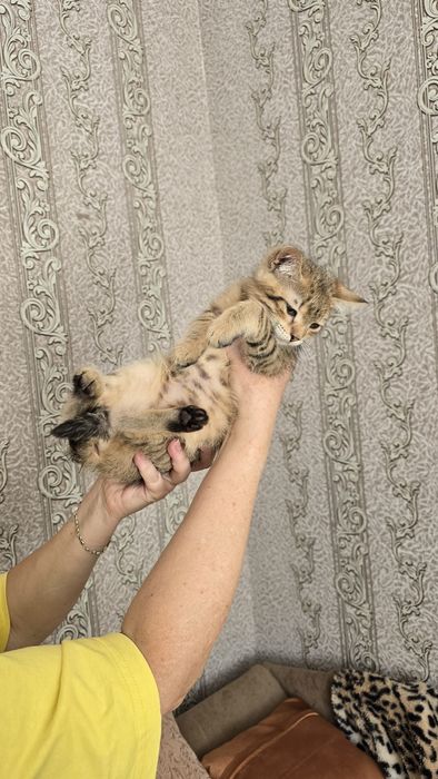 Кошенята в добрі руки