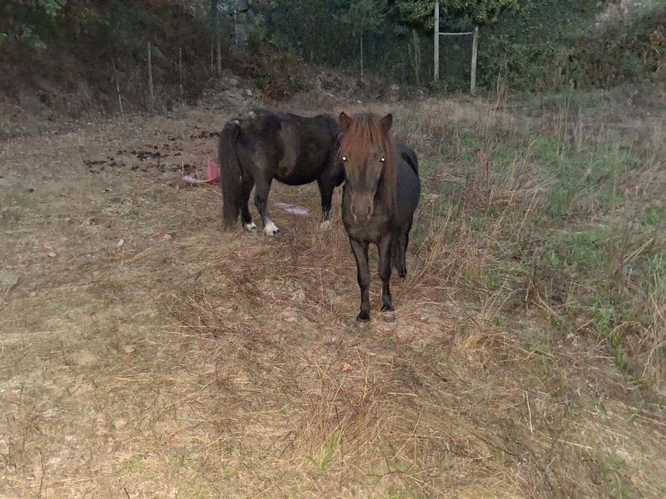 Vendo ( 3 ) póneis