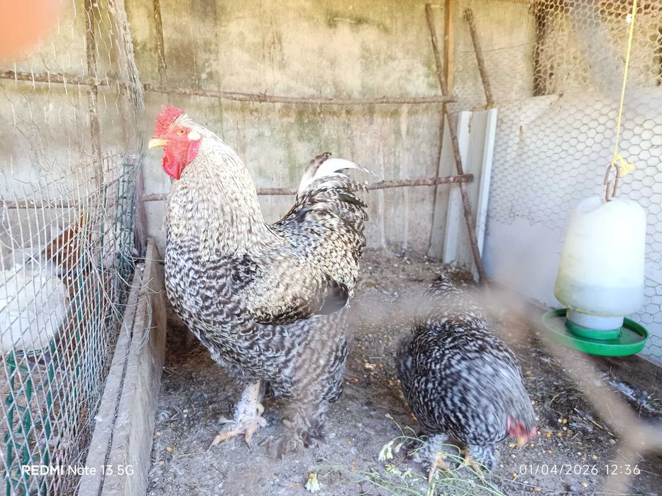 Casal de galinhas adultas já a pôr ovos