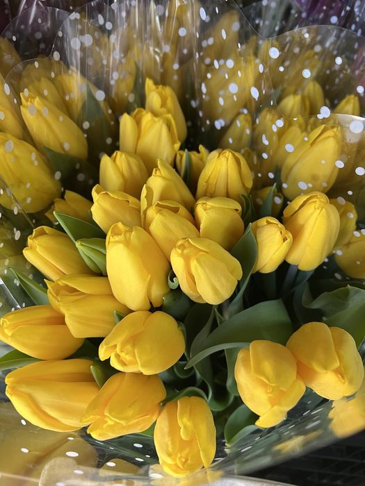 ЦИБУЛИНИ тюльпанів після вигонки у теплиці