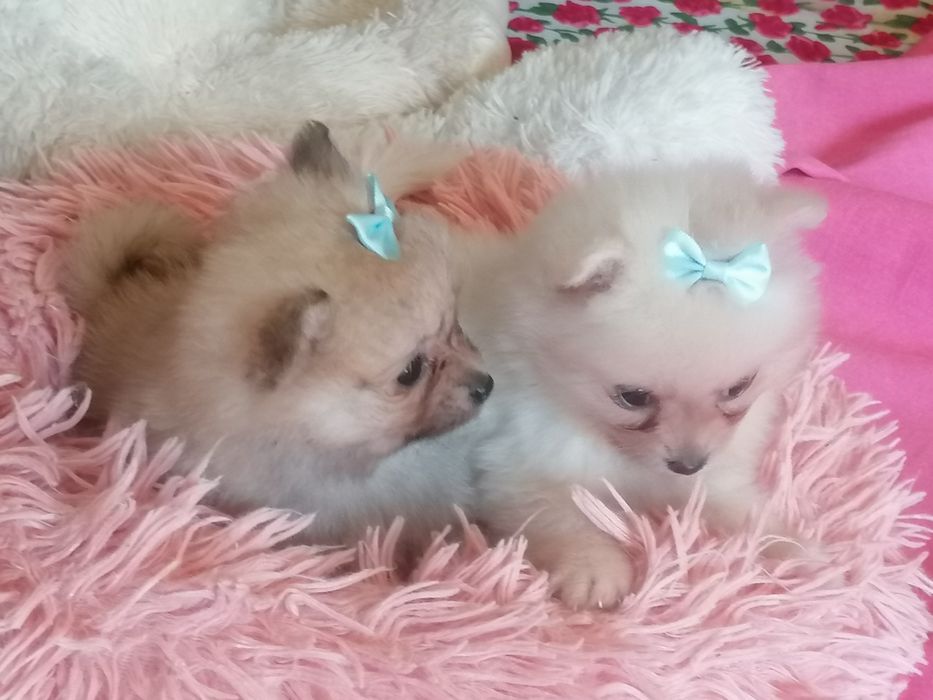 Spitz alemão pequenino