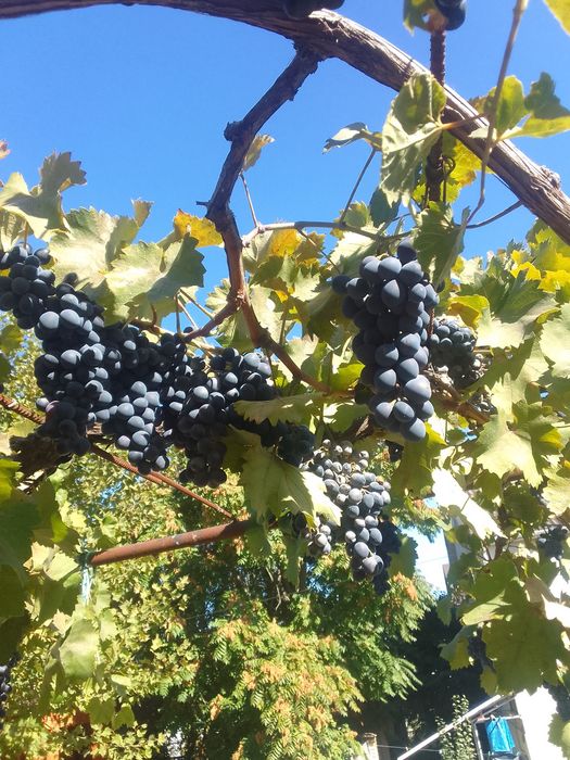 Мой Виноград  Молдова Днестровский