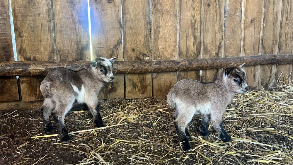 Cabrinhas anãs  a sair em Junho