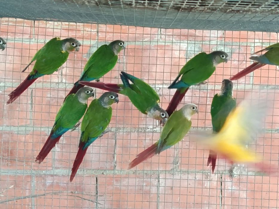 casal pyrruras disponíveis