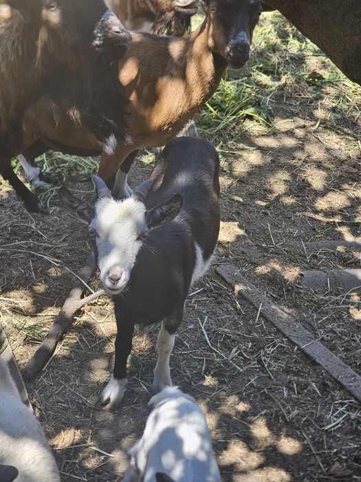 Vende se 2 cabras 1 bode