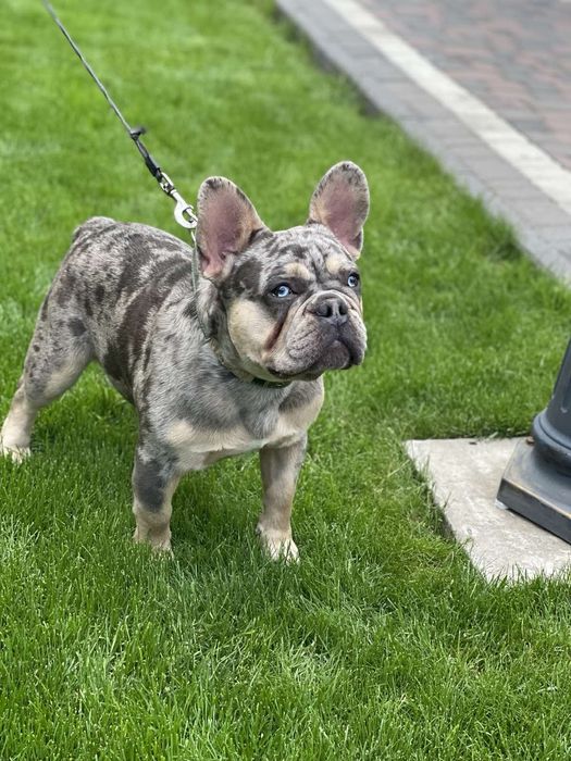 Французький бульдог.Продаж.