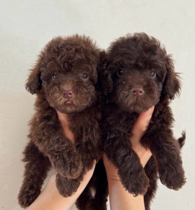 Красуня той пудель