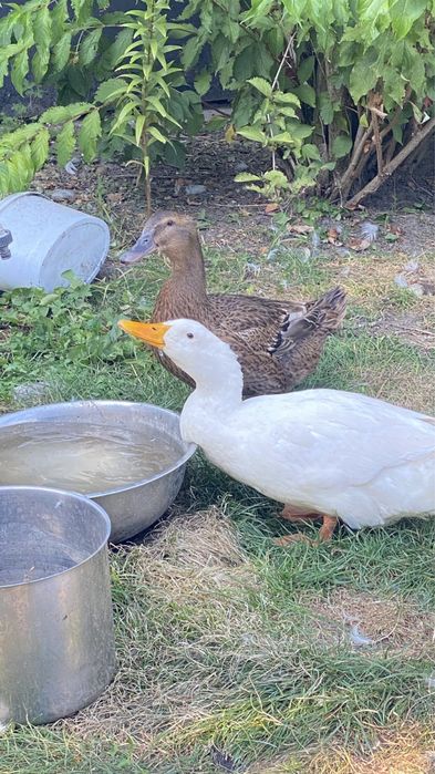 Качур молодий