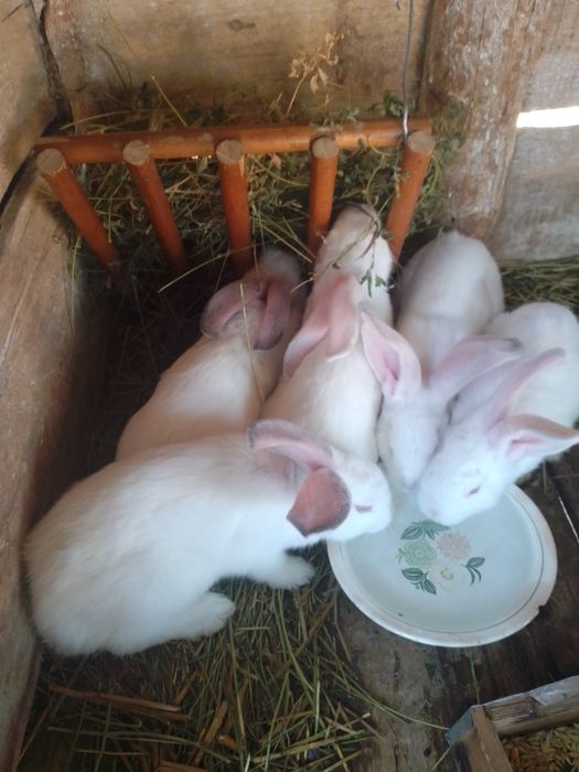 Продам кролів молодняк
