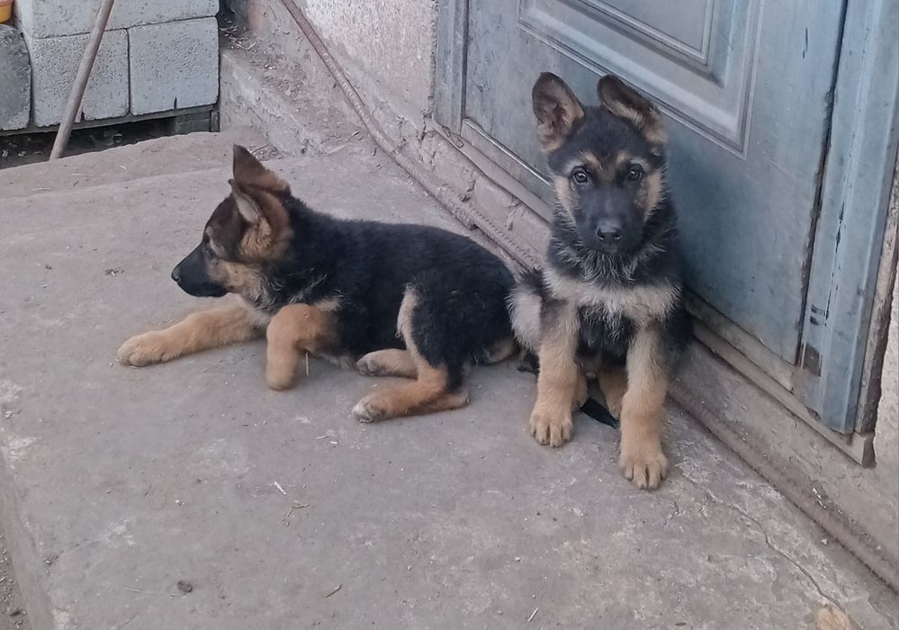Цуценята німецької вівчаркі