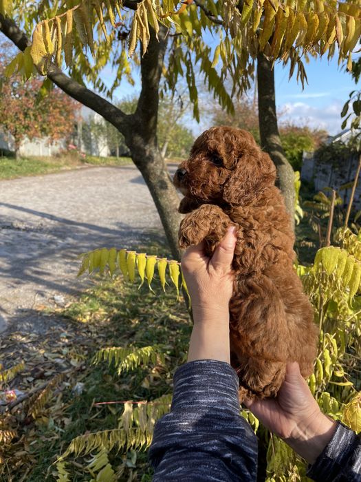 Дівчинка та хлопчик той пудель