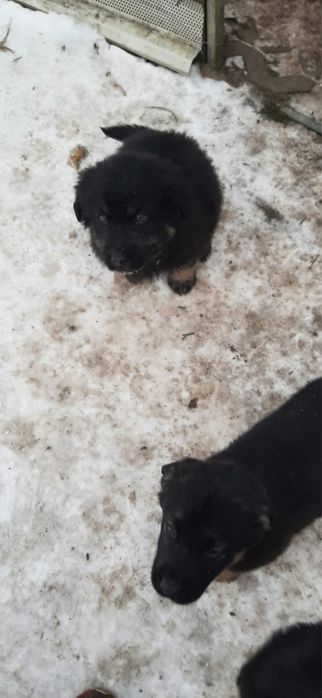 Owczarki niemieckie oddam !!