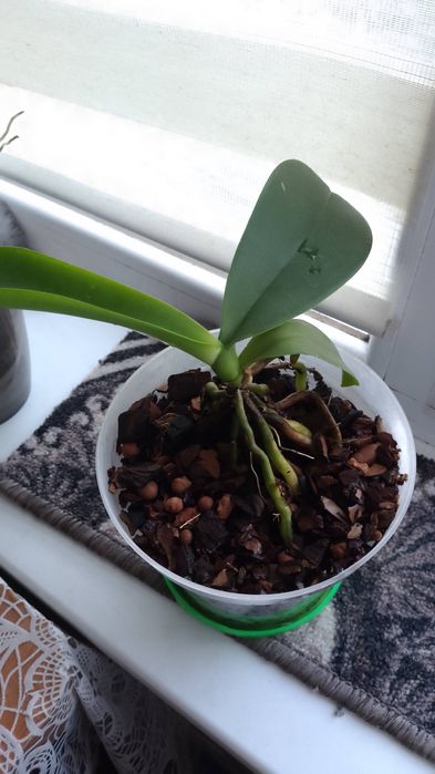 Продам орхидею белая