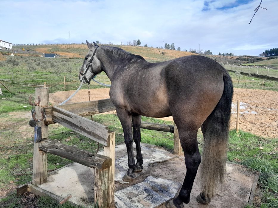 Cavalo Lusitano .