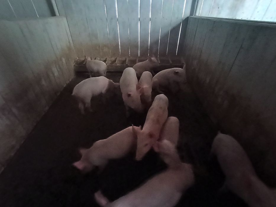 Продам поросята  доставка