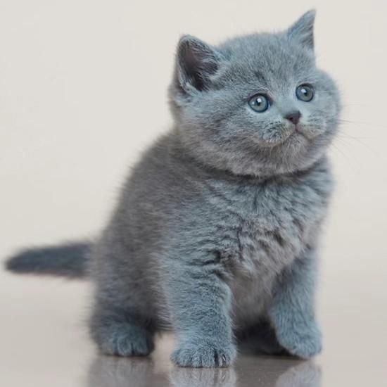 Шотландские плюшевые котята.