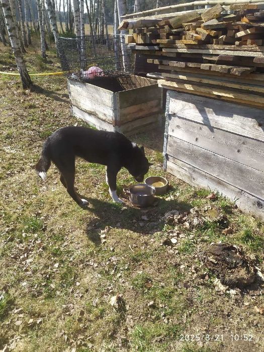 Potrzebna pomoc dla młodego pieska