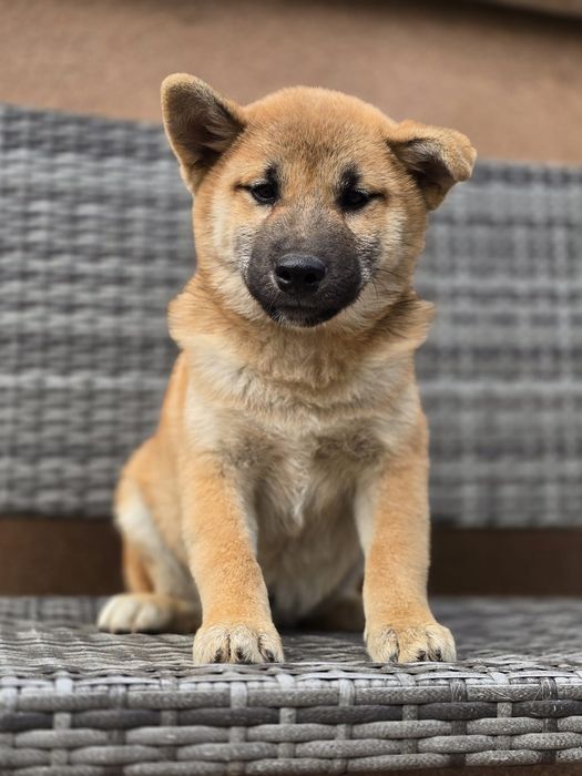 SHIBA INU szczeniak do odbioru gotowy metryka chip pies