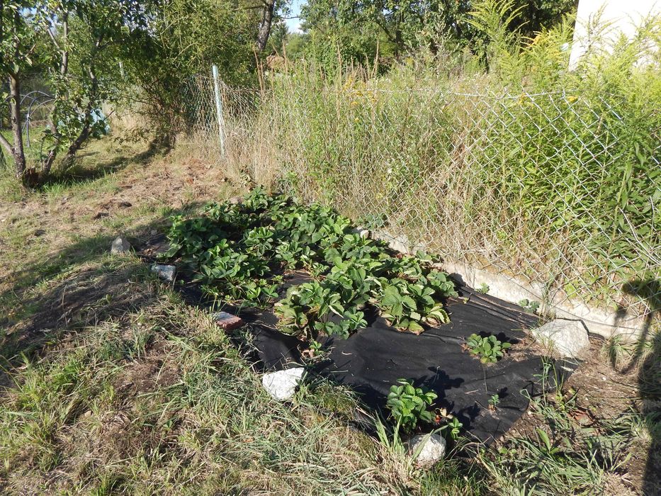 ROD Strachowice działka rekreacyjna 580m2