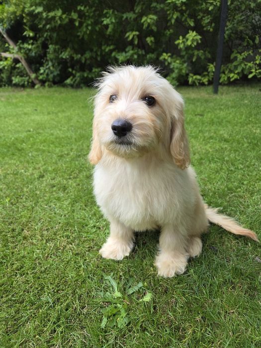 Goldendoodle mini suczka