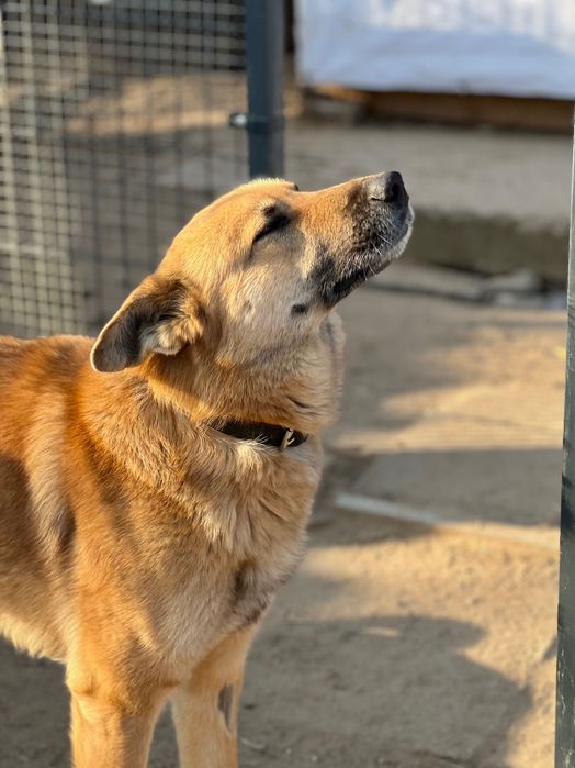 Leo - piękny przytulas szuka domu