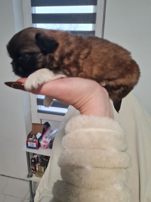 Пекінес королівський міні