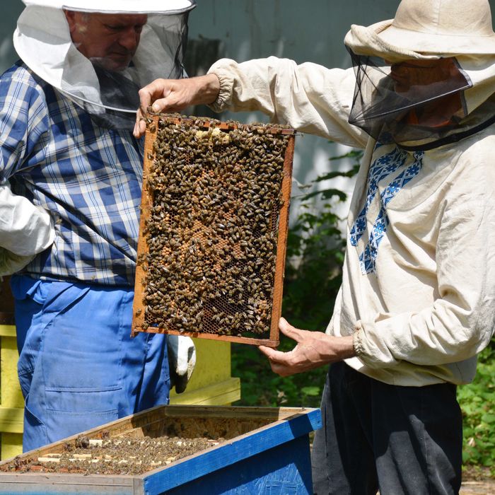 Акацієвий мед 2023 з власної пасіки