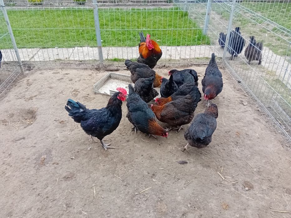 Marans czarny miedzianoszyja, jaja lęgowe